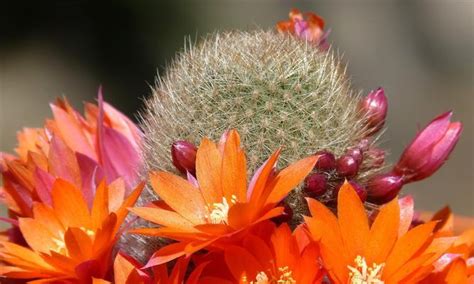 仙人球开花寓意|仙人球的花语（探寻仙人球背后的意义与传说）